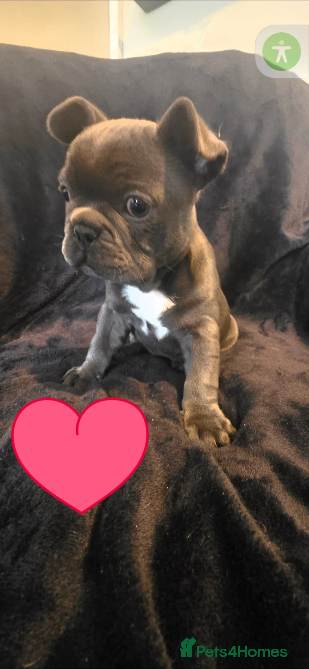 French Bulldog dogs for sale: Blue female fench bulldog puppie *PET ONLY* - Advert 5