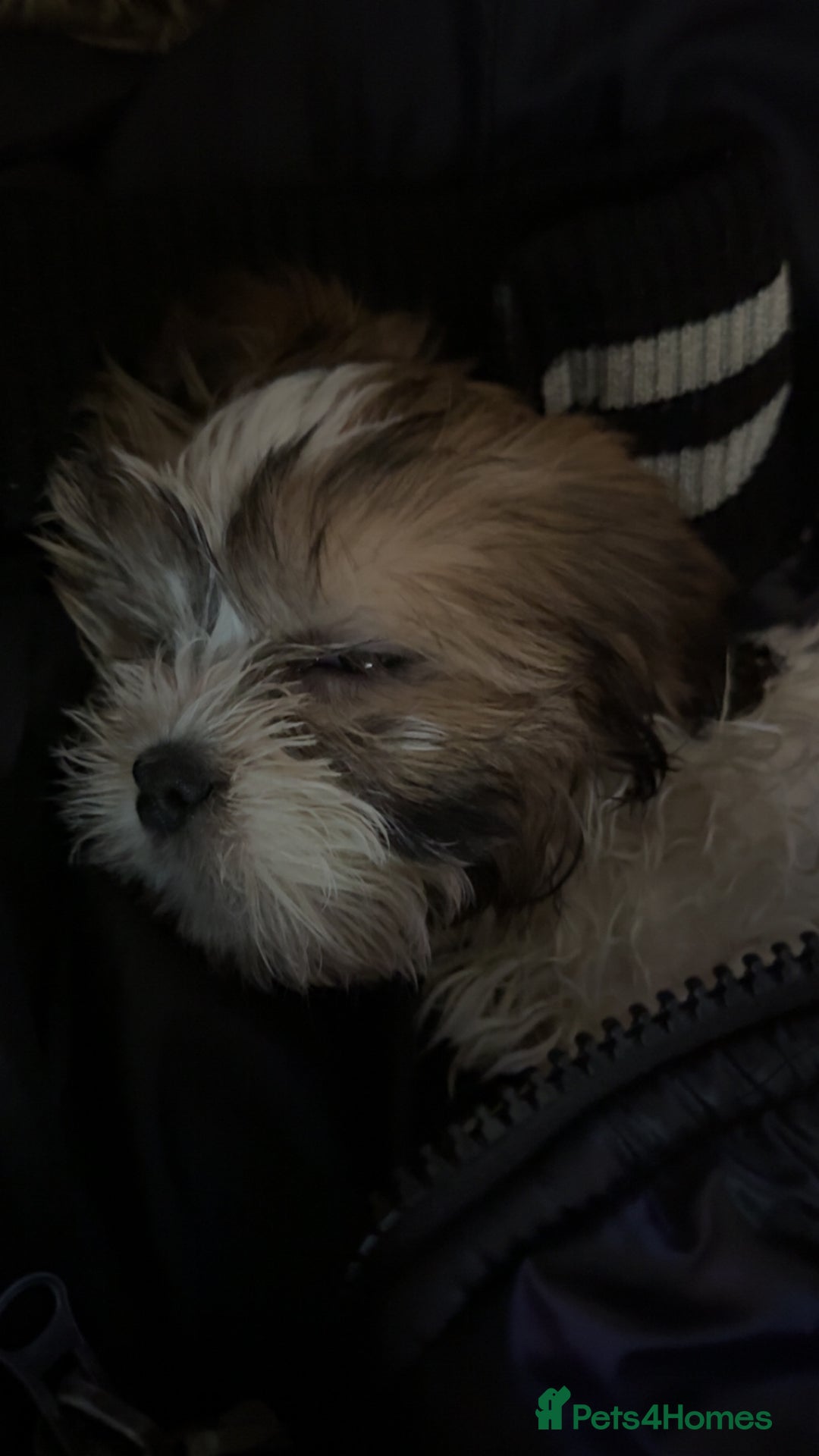 Shih Tzu dogs for sale: Shih tzu for sale  - Advert 3