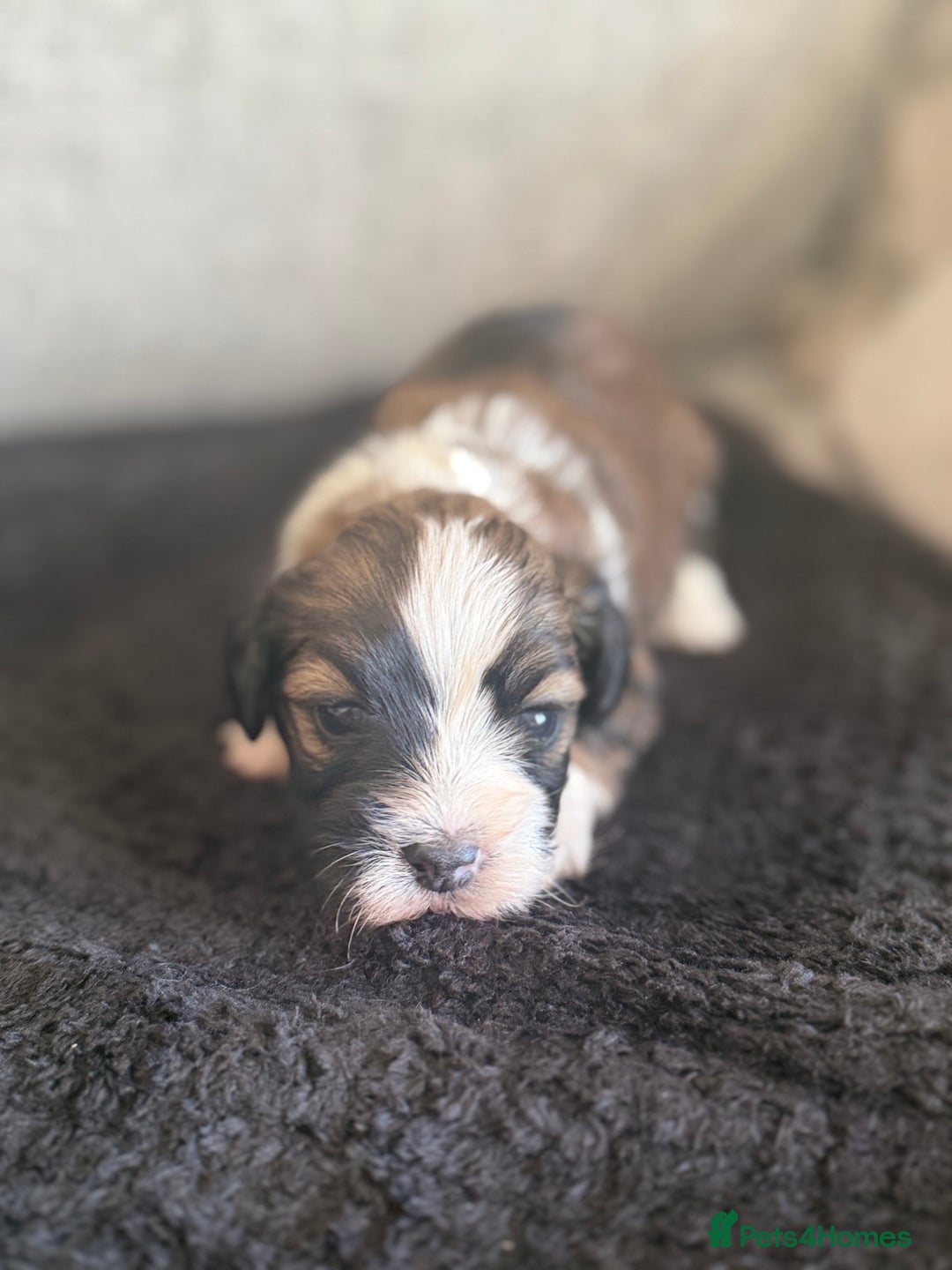 Havanese dogs for sale: Adorable Havanese Puppies for sale - Advert 2