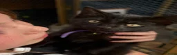 Mixed Breed cats for sale: Five Loving Kittens Ready for Forever Homes - Advert 12