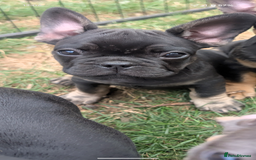 French Bulldog dogs for sale: French bulldog puppies!!! - Image 24