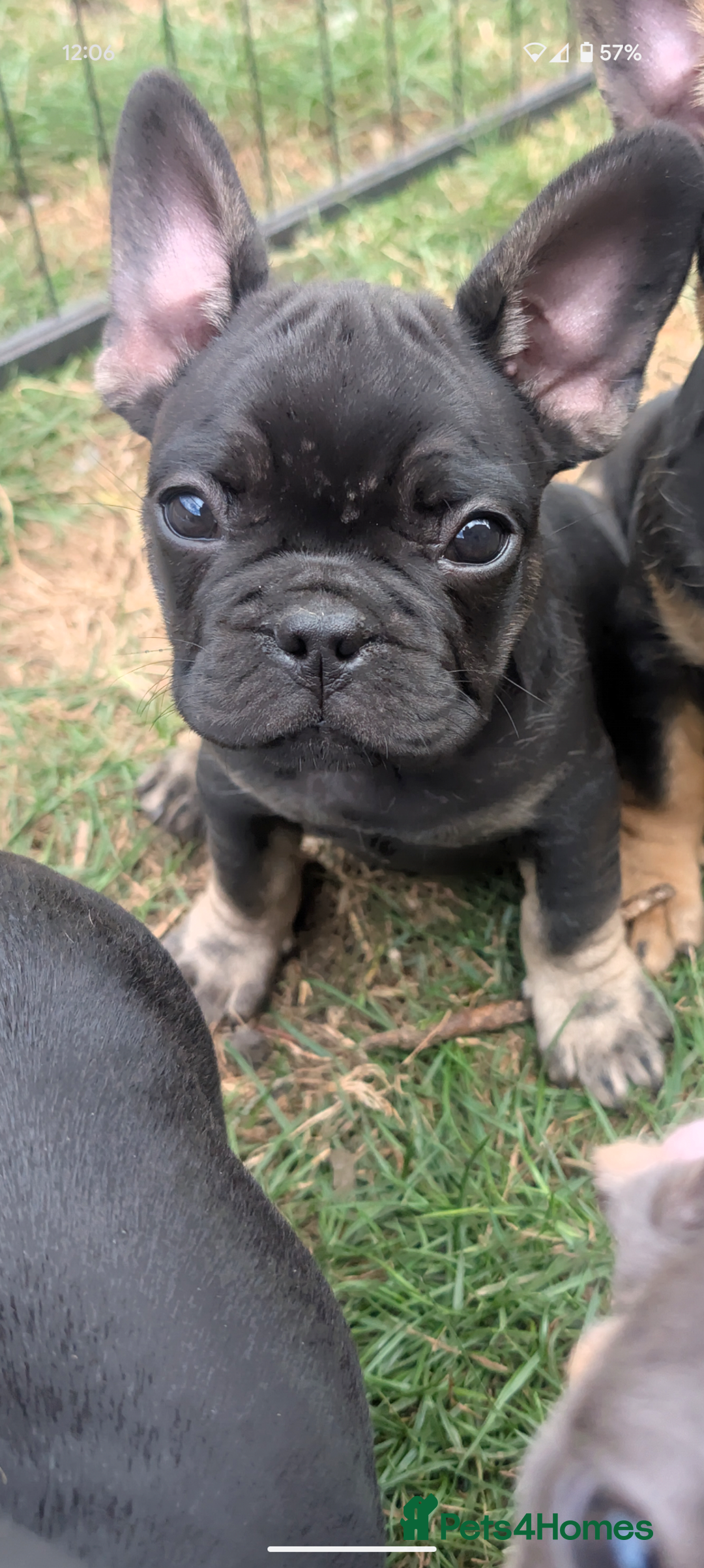 French Bulldog dogs for sale: French bulldog puppies!!! - Image 24