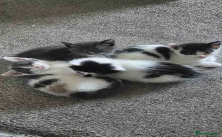 Mixed Breed cats - Advert 12