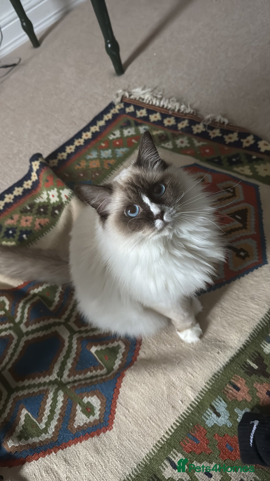 Ragdoll cats for sale: Pickle - Advert 1