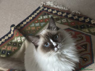 Ragdoll cats Pickle - Advert 1