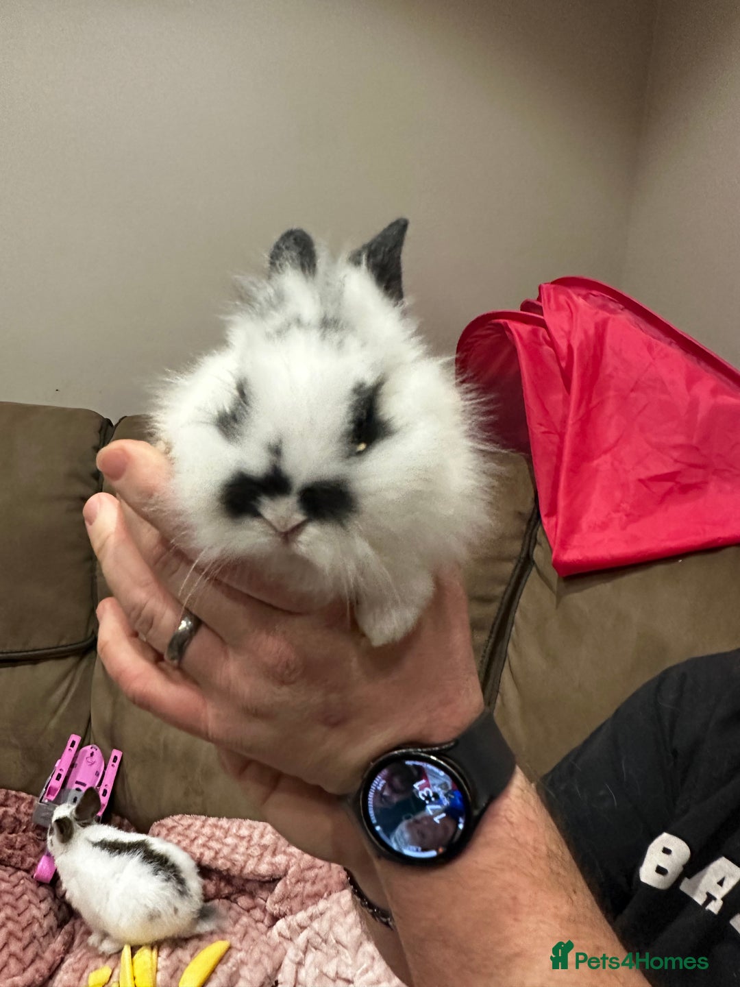 Mini Lion Lop rabbits for sale: Baby rabbits ready to leave for  **  ❤️ - Advert 6