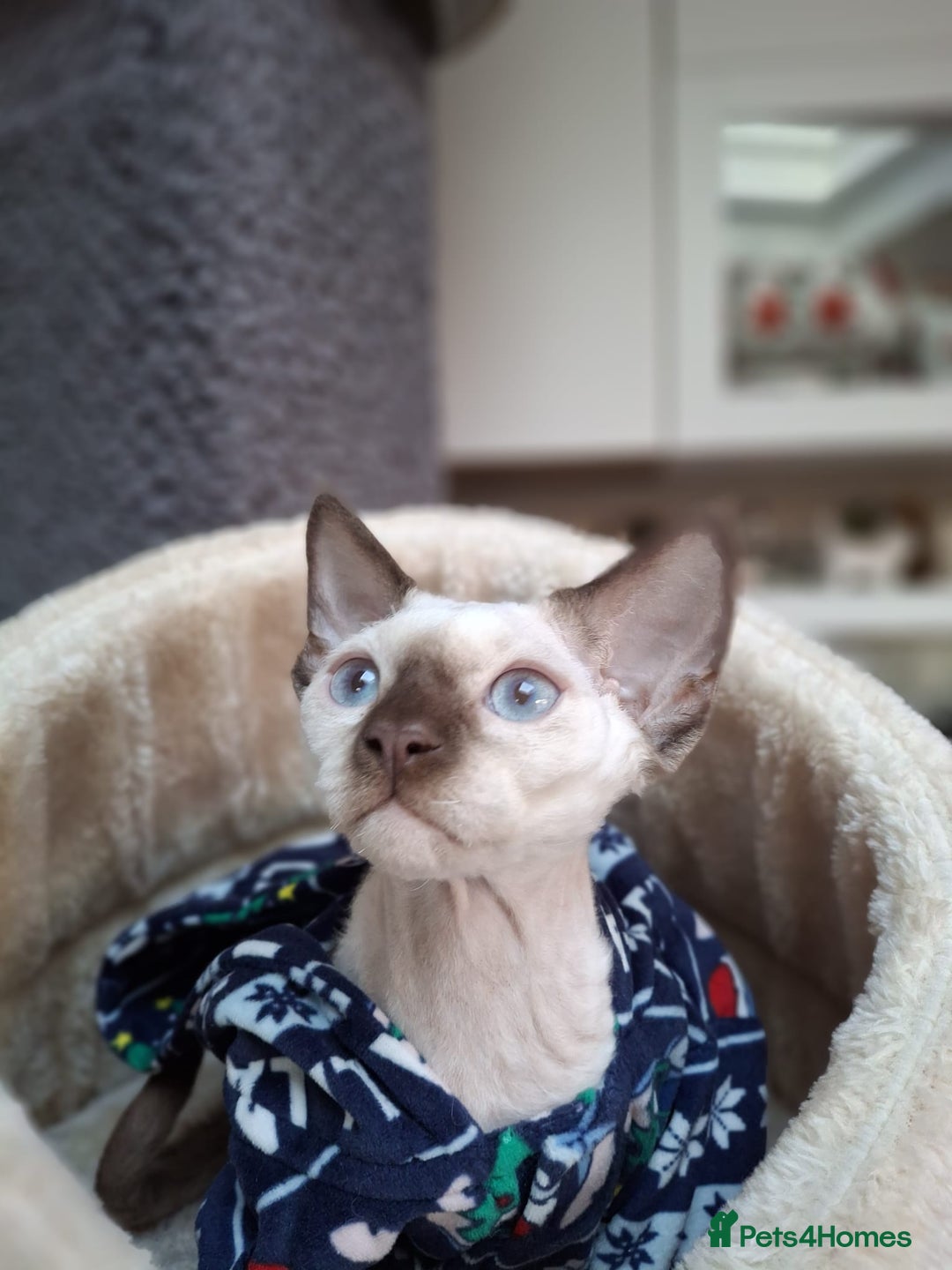 Devon Rex cats for sale: Nico boy with blue eyes - Image 5