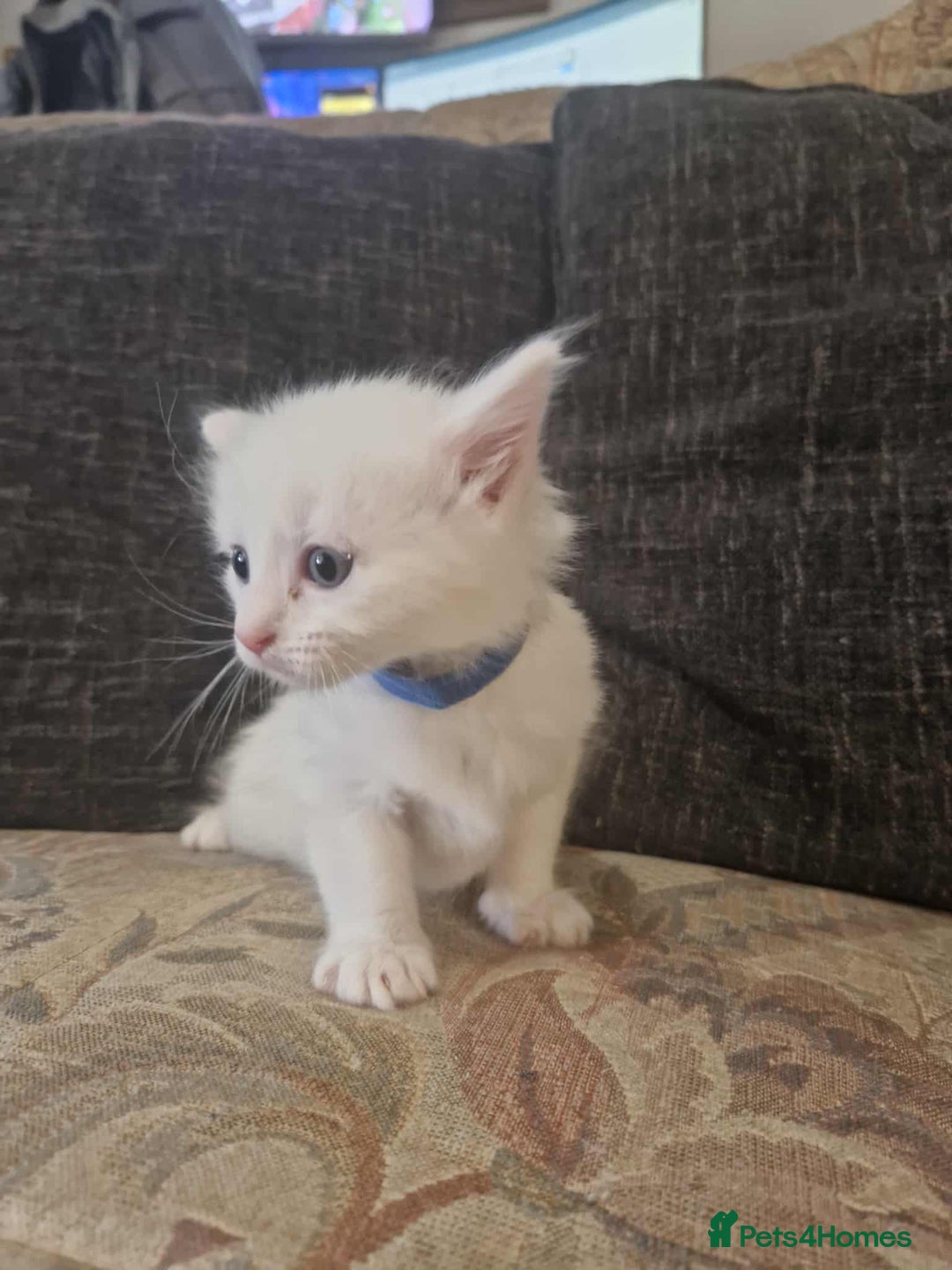 Maine Coon cats for sale: Maine Coon Kittens X - Image 4