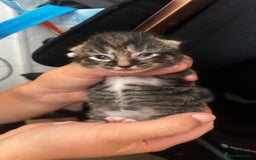 British Shorthair cats for sale: Kittens - Image 5