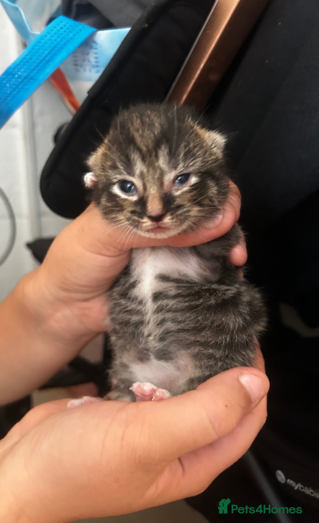 British Shorthair cats for sale: Kittens - Image 5