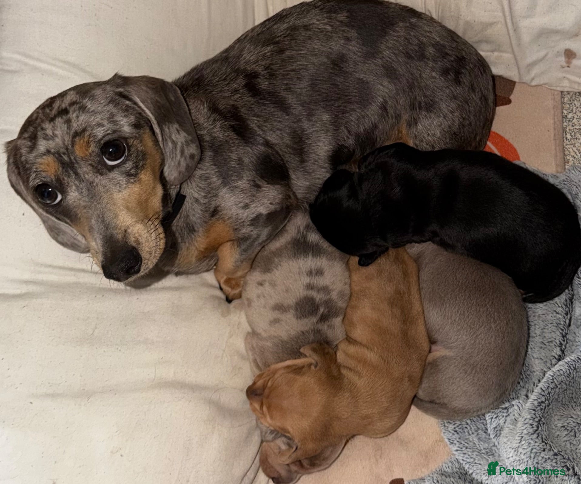 Miniature Dachshund dogs Miniature dachshunds looking for a forever home - Advert 2