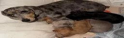 Miniature Dachshund dogs for sale: Miniature dachshunds looking for a forever home - Advert 1