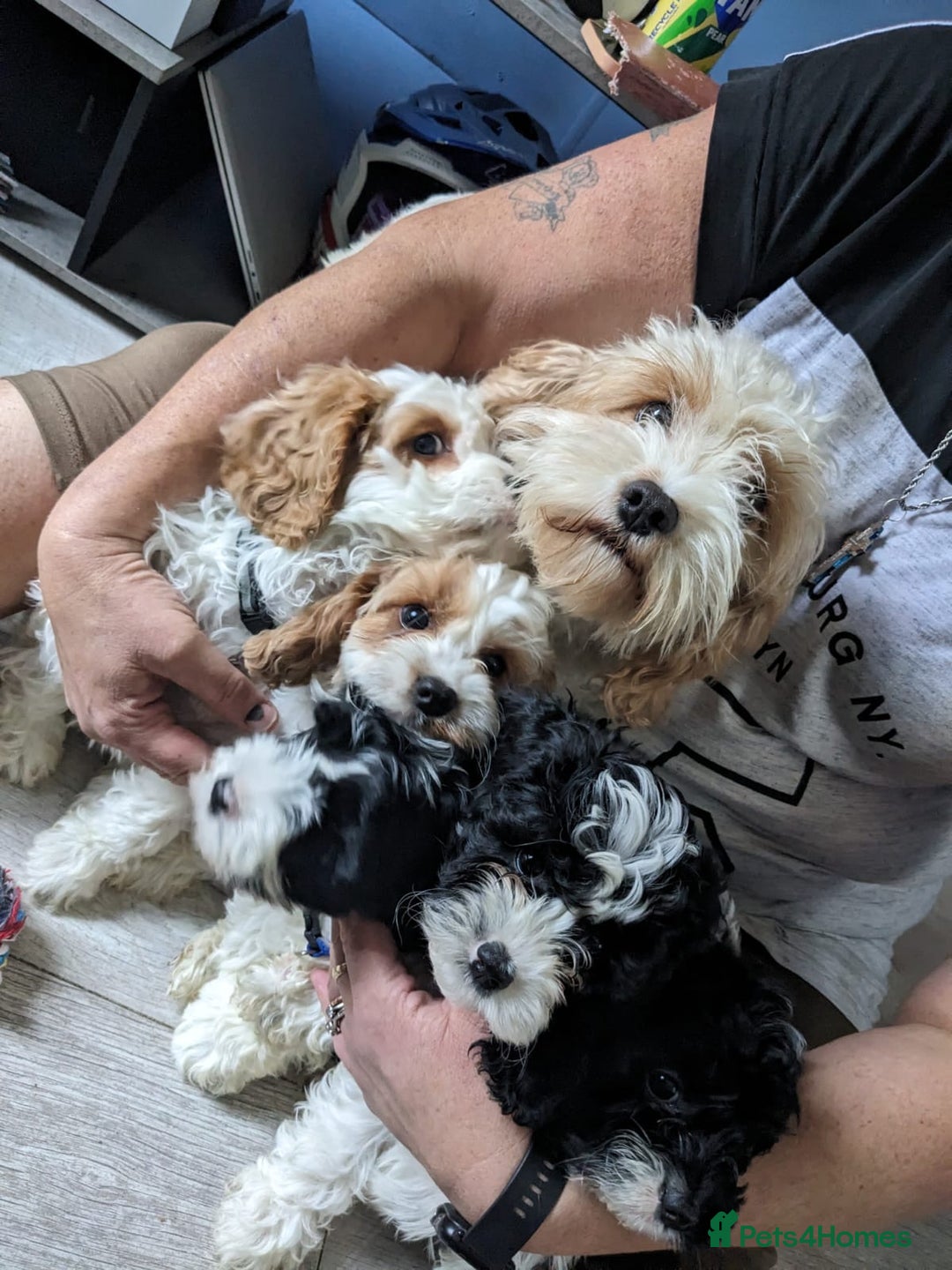 Cavapoo dogs for sale: Beautiful black and white cavapoo’s puppies - Advert 1