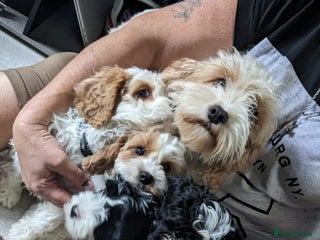 Cavapoo dogs for sale: Beautiful black and white cavapoo’s puppies - Advert 1