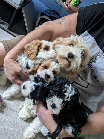 Cavapoo dogs Beautiful black and white cavapoo’s puppies - Advert 2