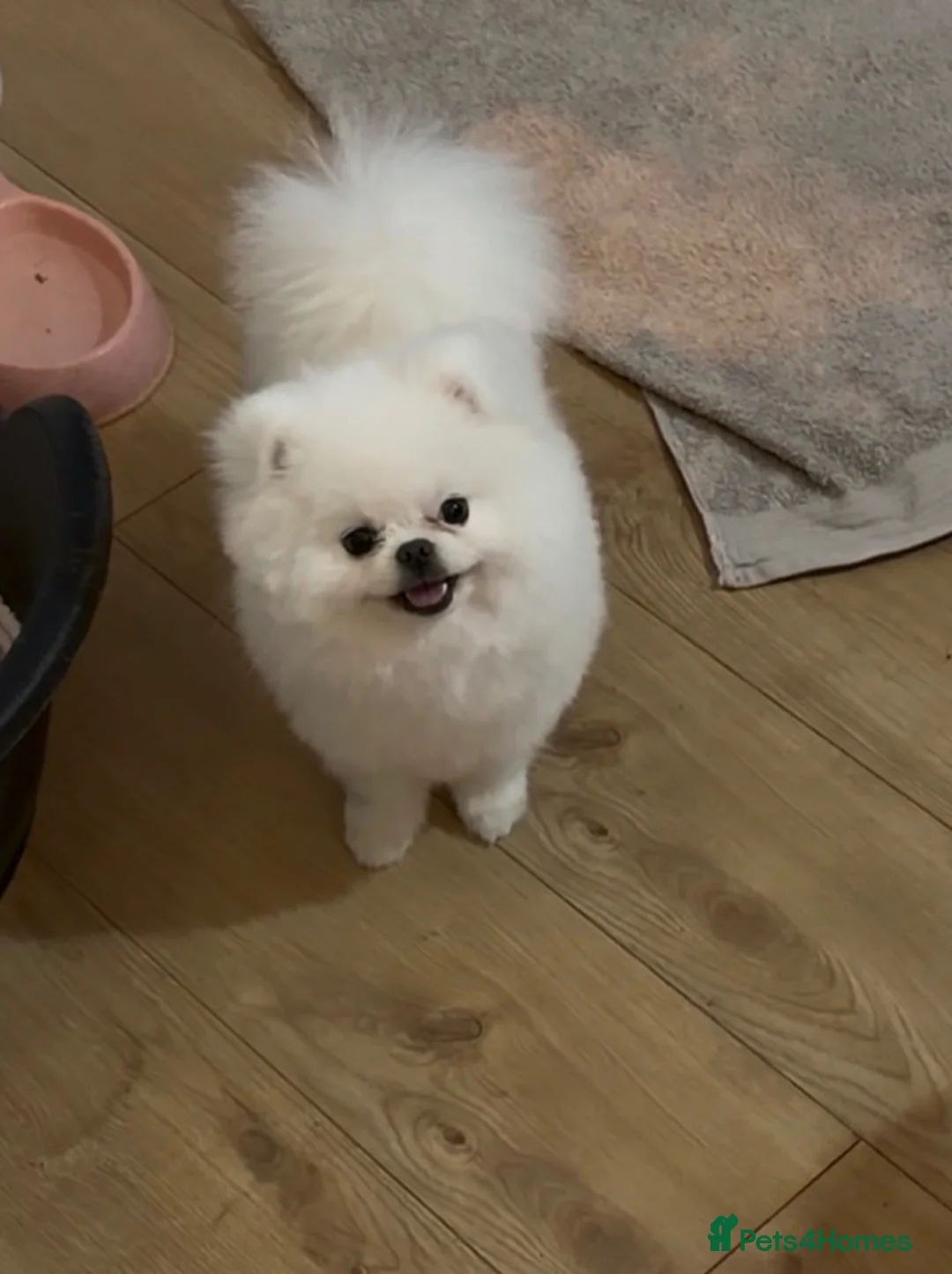 Pomeranian dogs for stud: Small white Pomeranian ( stud)  - Advert 2