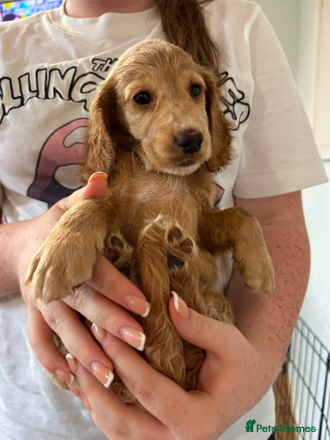 Cocker Spaniel dogs for sale: Beautiful Cocker Spaniel Puppies - Advert 2