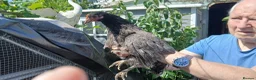 Mixed Breed poultry for sale: 2 x girls - Advert 5