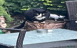 Mixed Breed cats for sale: 6 adorable kittens for sale!  - Image 4