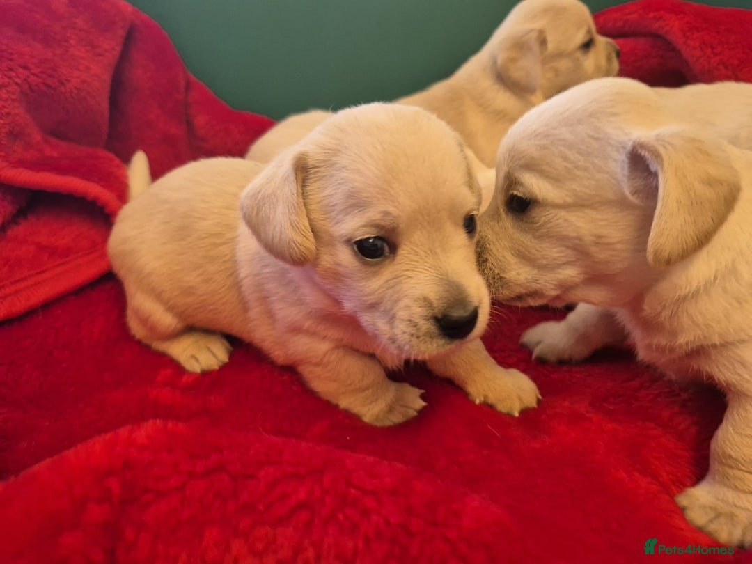 West Highland Terrier dogs for sale: WEST HIGHLAND DAXIE'S - Image 27