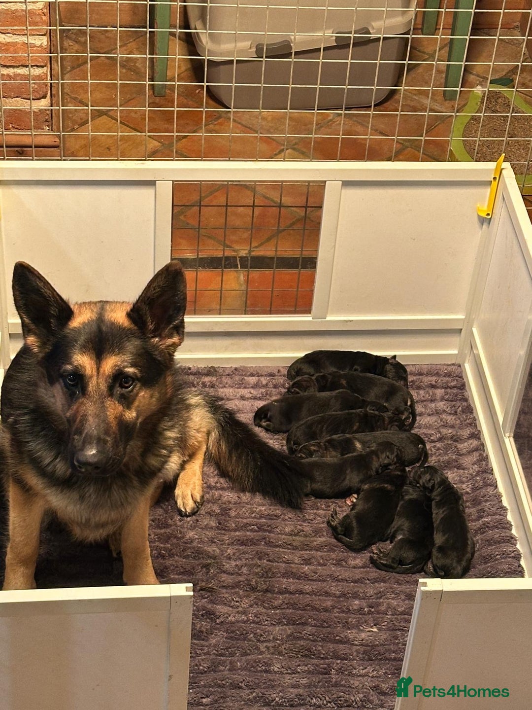 German Shepherd dogs for sale: 8 BEAUTIFUL GERMAN SHEPARD PUPPIES  - Advert 7