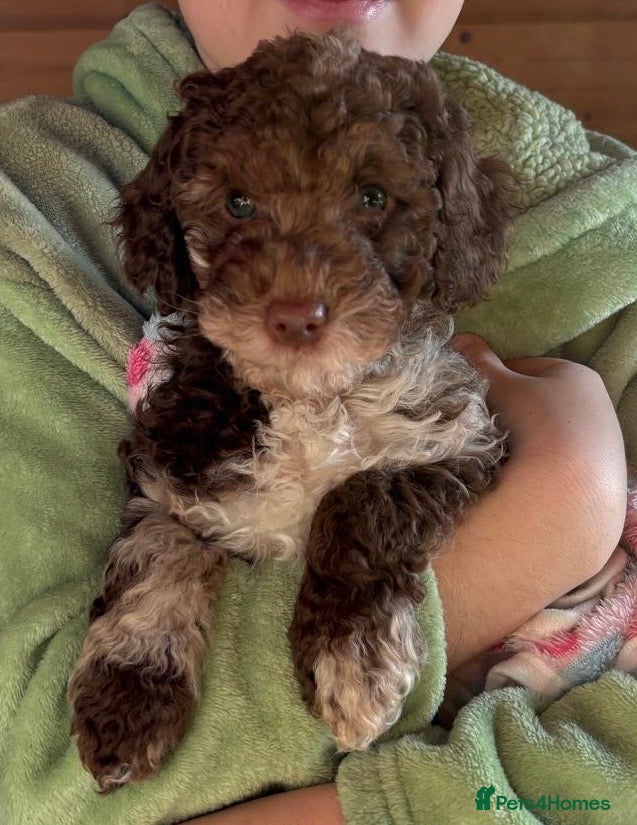Cockapoo dogs F1b cockapoo Merle female immediate collection - Advert 3