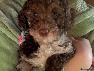 Cockapoo dogs F1b cockapoo Merle female immediate collection - Advert 3