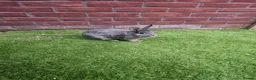 Lionhead rabbits for sale: 2 Lion heads - Advert 1