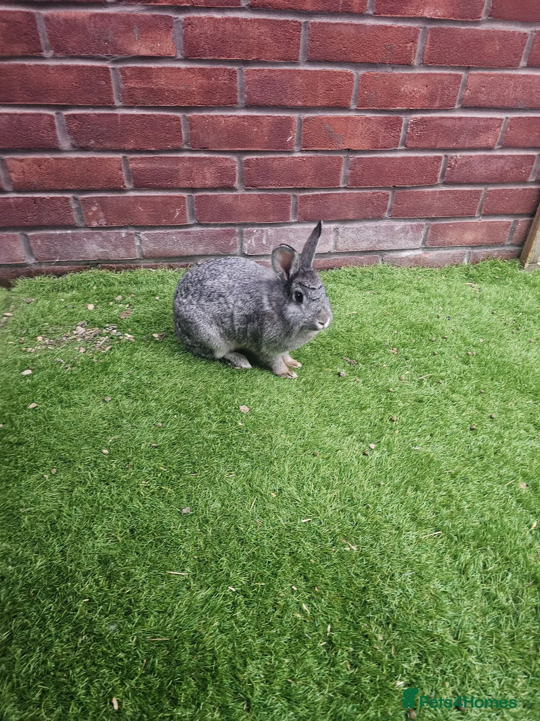 Lionhead rabbits for sale: 2 Lion heads - Advert 1