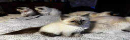 Ragdoll cats for sale: Beautiful Pure Ragdoll kittens vacs/mchipped  - Advert 13