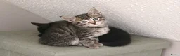 Mixed Breed cats for sale: Bengal Marble & American Shorthair  - Advert 17