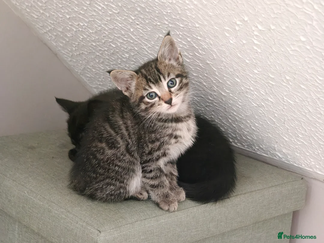 Mixed Breed cats for sale: Bengal Marble & American Shorthair  - Advert 17