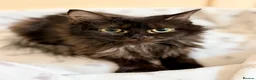 Mixed Breed cats for sale: MAINE COON X RAGDOLL ‘’Ragcoon’’ CHOCOLATE SMOKEY - Advert 7