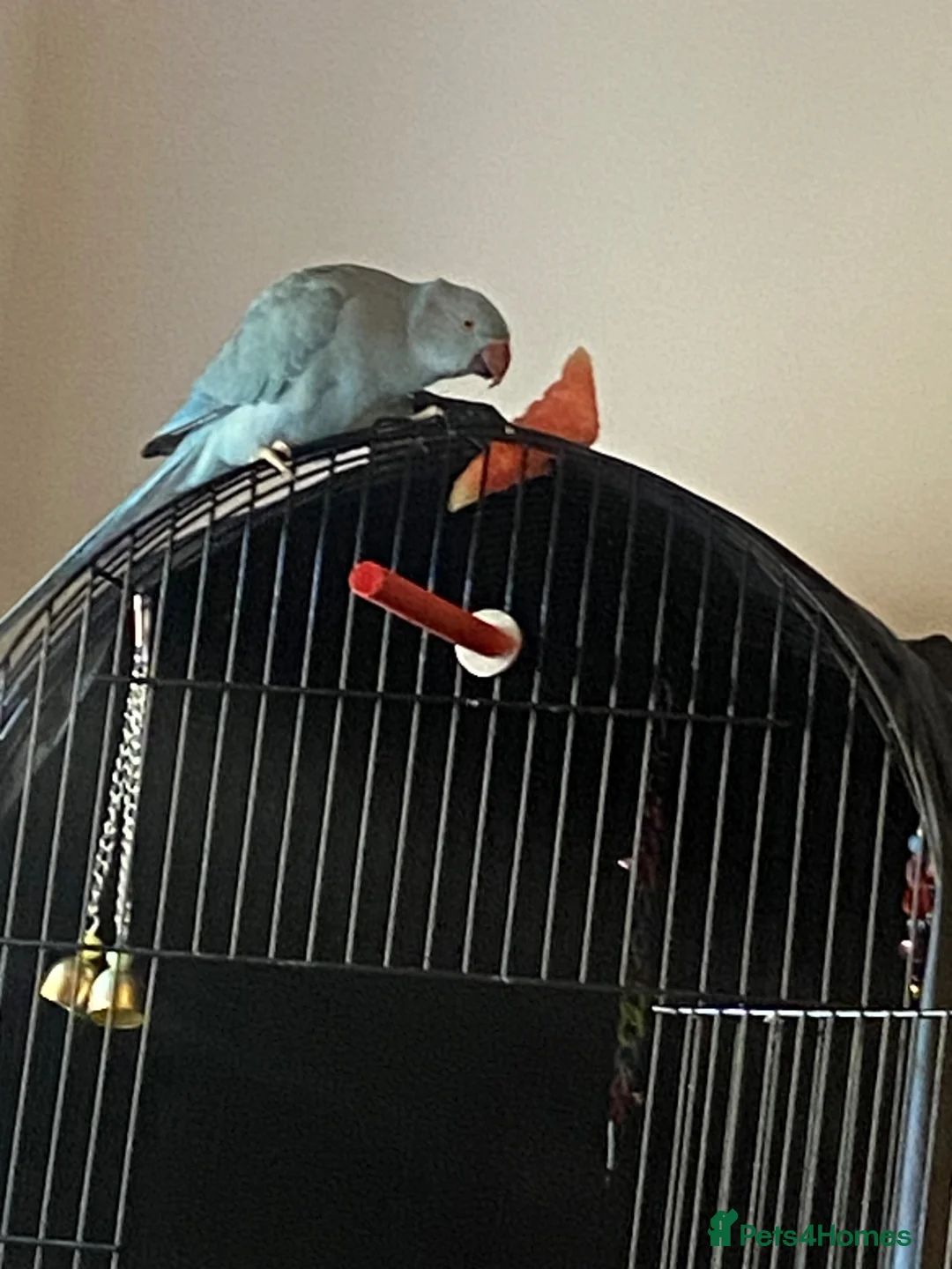 Parakeets birds for sale: Blue female parakeet  in Margate - Advert 3