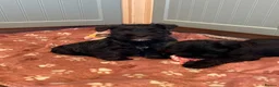 Mixed Breed dogs for sale: Wauzer pups for sale  - Advert 5