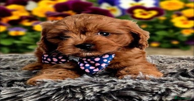 Cavapoo dogs - Advert 9