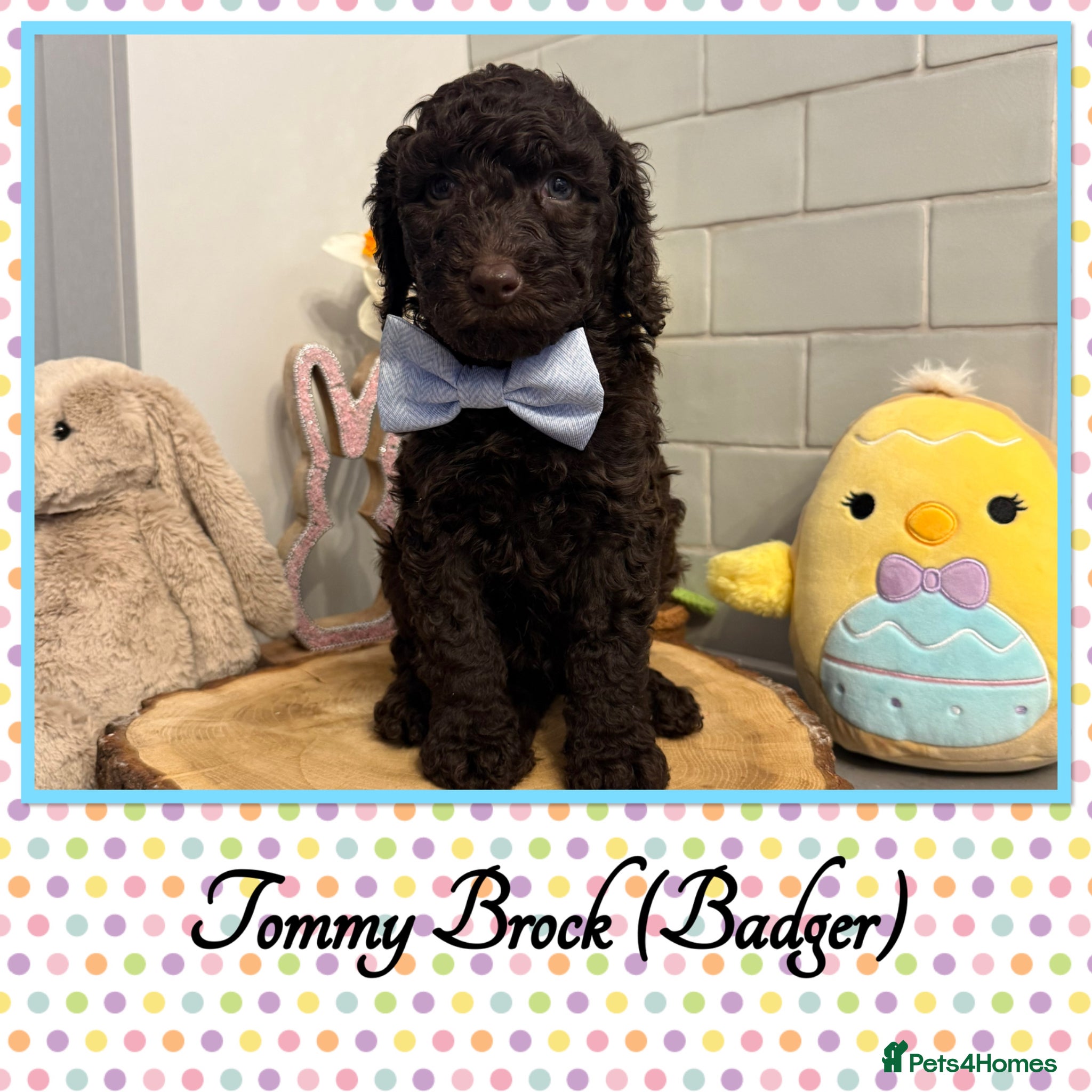 Labradoodle dogs 🌈POTENTIAL THERAPY/ASSISTANCE PUPS🌈 NOT F1 - Advert 1