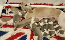Whippet dogs for sale: Stunning Whippet Puppies - Image 5
