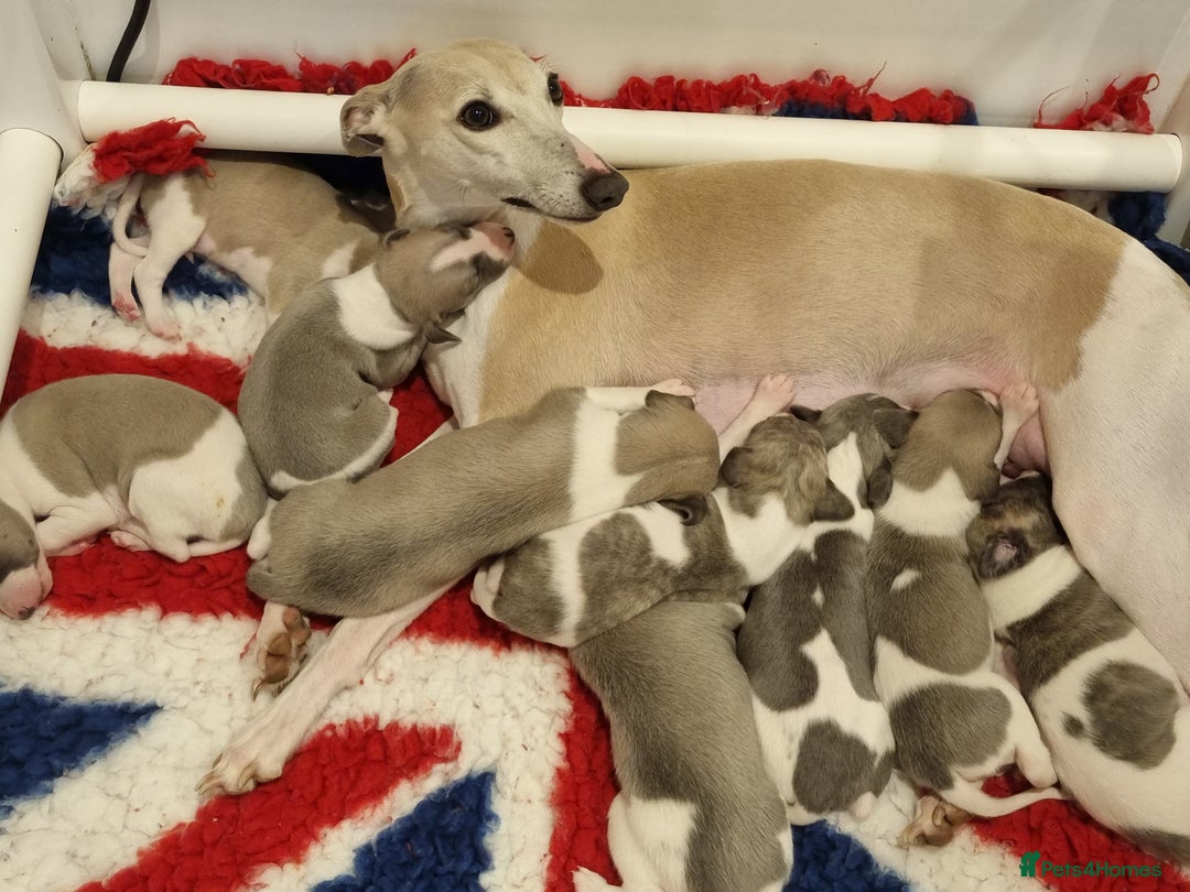 Whippet dogs for sale: Stunning Whippet Puppies - Image 5