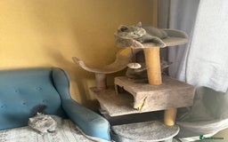 British Shorthair cats for sale: 💙 3 Gorgeous British Blue Kittens Available 💙 - Image 14