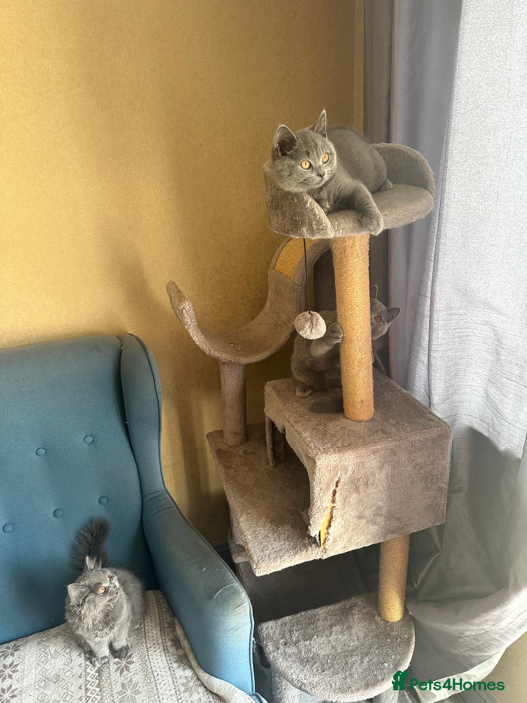 British Shorthair cats for sale: 💙 3 Gorgeous British Blue Kittens Available 💙 - Image 14