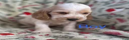 Cocker Spaniel dogs for sale: Show type cocker spaniel puppy’s  - Advert 4