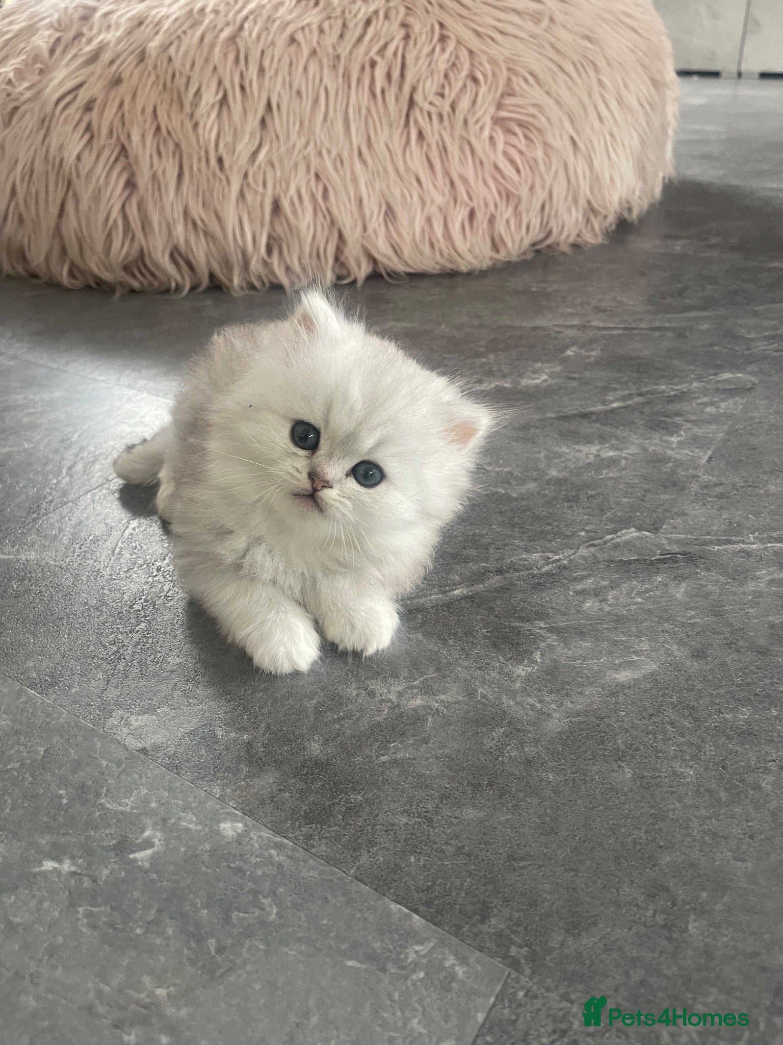 Persian cats for sale: Persian Kittens white and silver  - Advert 1
