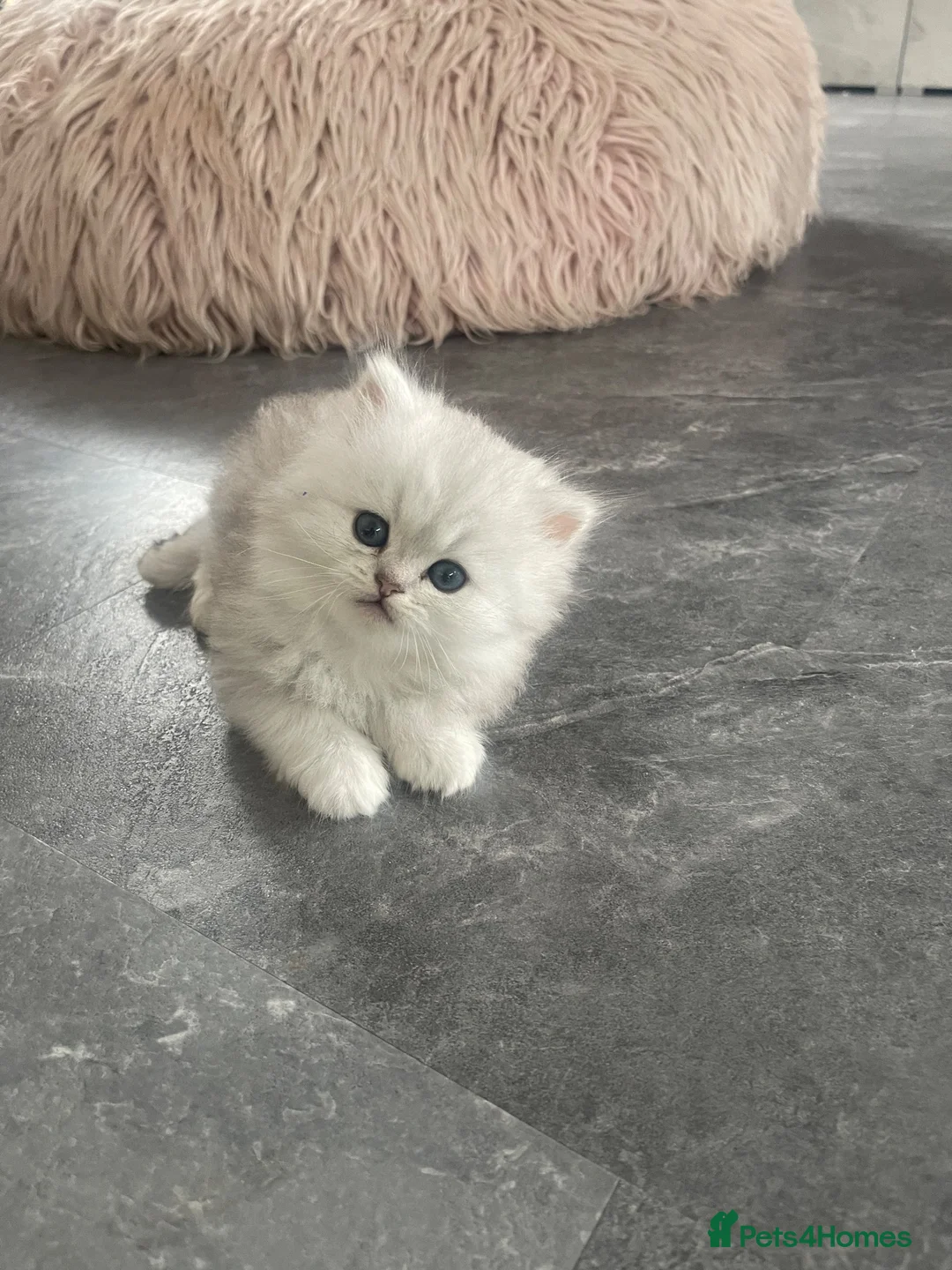 Persian cats for sale: Persian Kittens white and silver  - Advert 1