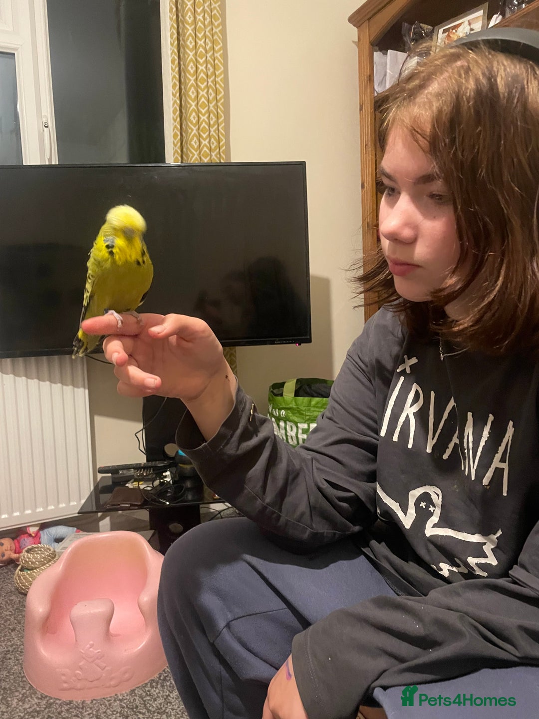 Budgerigars birds for sale: Two budgies  - Image 3