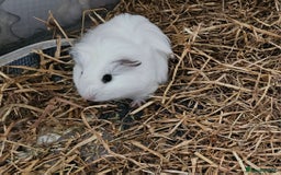 Guinea Pig rodents for sale: 2 female guinea pigs  - Advert 2