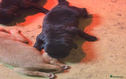Labrador Retriever dogs for sale: Stunning litter of Fox Red and Black Labradors - Image 1