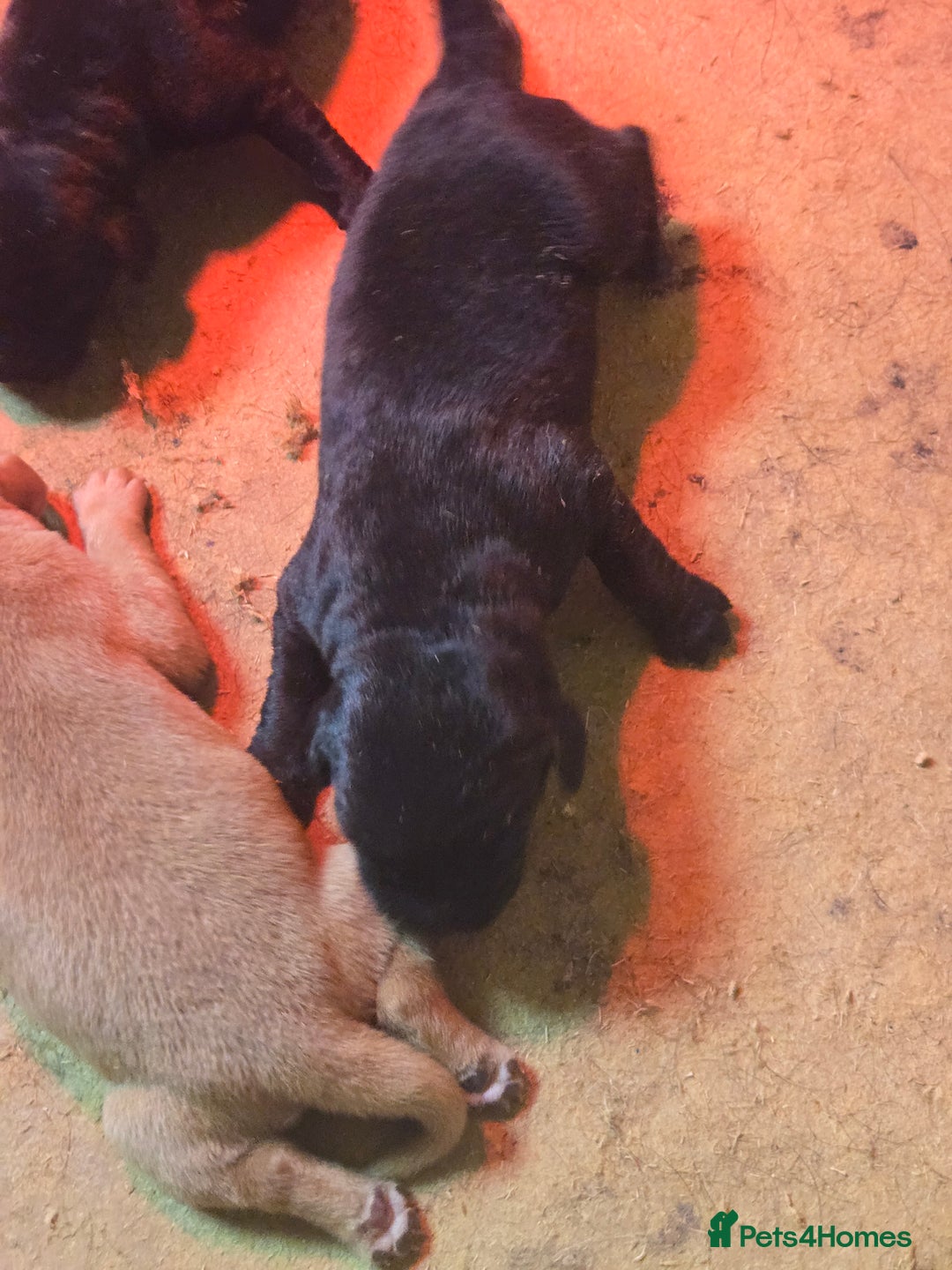 Labrador Retriever dogs for sale: Stunning litter of Fox Red and Black Labradors - Image 1