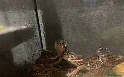 Leopard Gecko reptiles for sale: Leopard Gecko and full set up for sale  - Image 2