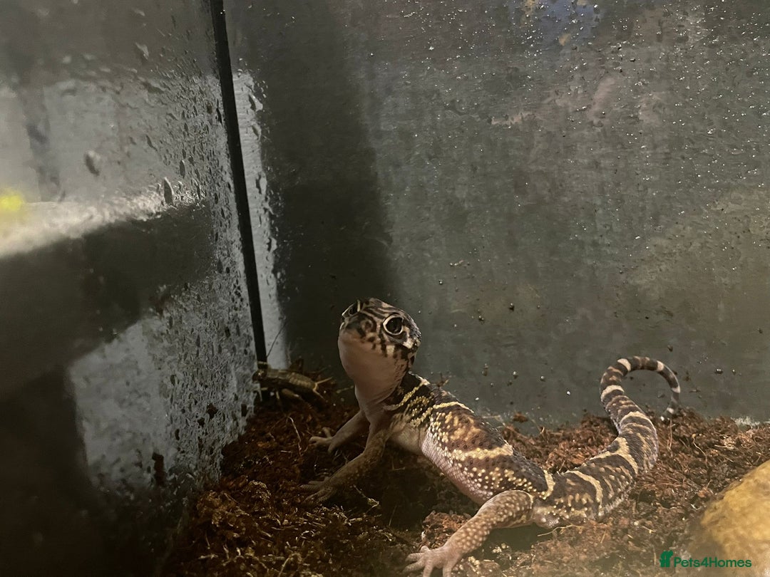 Leopard Gecko reptiles for sale: Leopard Gecko and full set up for sale  - Image 2
